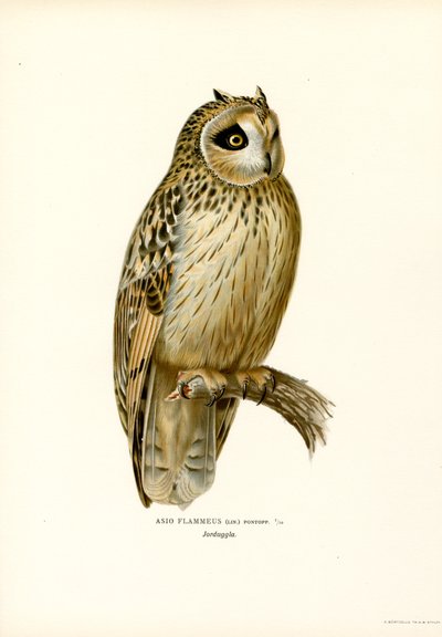 Búho de orejas cortas (litografía en color) de Magnus Ferdinand and Wilhelm von Wright