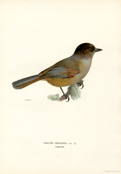Arrendajo siberiano (litografía en color) de Magnus Ferdinand and Wilhelm von Wright