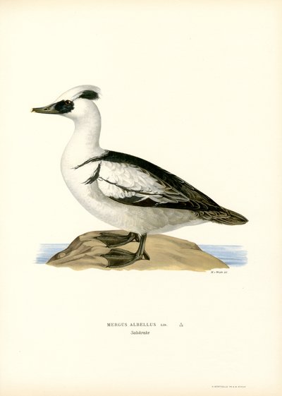 Smew (litografía en color) de Magnus Ferdinand and Wilhelm von Wright