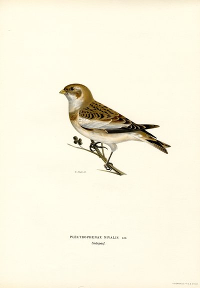 Escarabajo de las nieves (litografía en color) de Magnus Ferdinand and Wilhelm von Wright