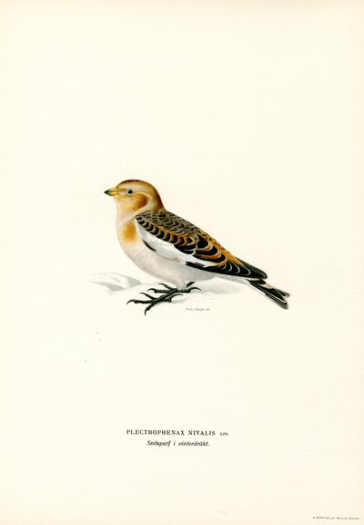 Escarabajo de las nieves (litografía en color) de Magnus Ferdinand and Wilhelm von Wright