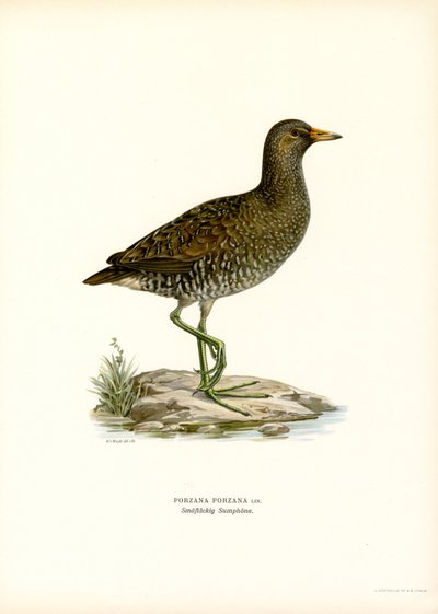 Cangrejo moteado (litografía en color) de Magnus Ferdinand and Wilhelm von Wright