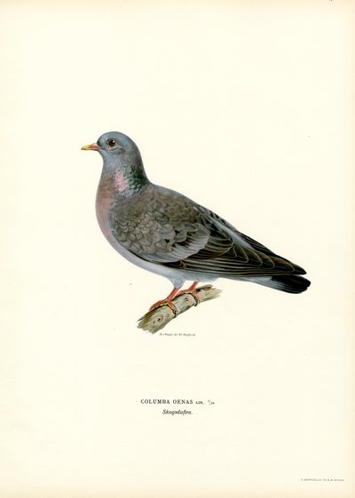 Stock Dove (litografía en color) de Magnus Ferdinand and Wilhelm von Wright