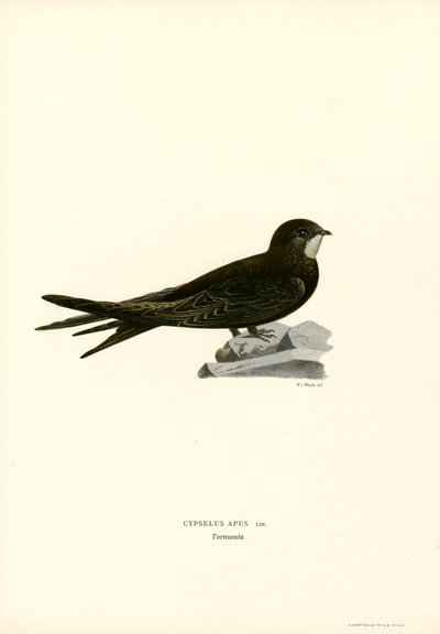 Swift (litografía en color) de Magnus Ferdinand and Wilhelm von Wright