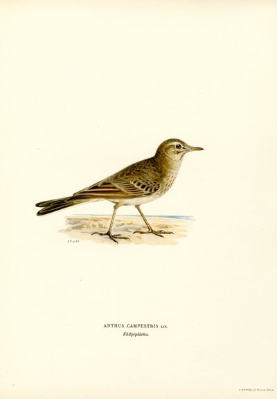 Bisbita campestre (litografía en color) de Magnus Ferdinand and Wilhelm von Wright