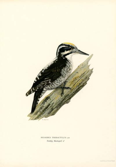 Pájaro carpintero de tres dedos (litografía en color) de Magnus Ferdinand and Wilhelm von Wright