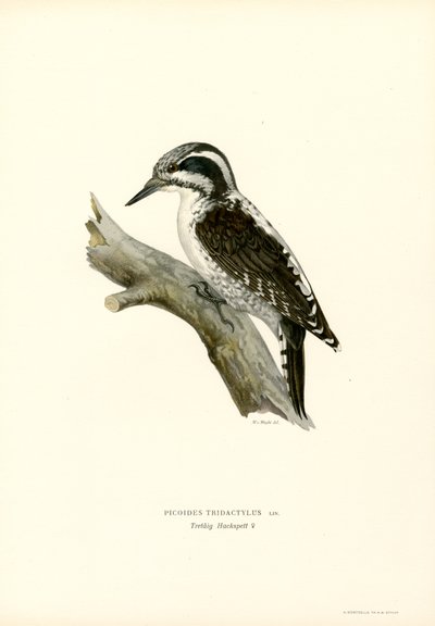Pájaro carpintero de tres dedos (litografía en color) de Magnus Ferdinand and Wilhelm von Wright
