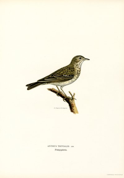 Bisbita arbóreo (litografía en color) de Magnus Ferdinand and Wilhelm von Wright