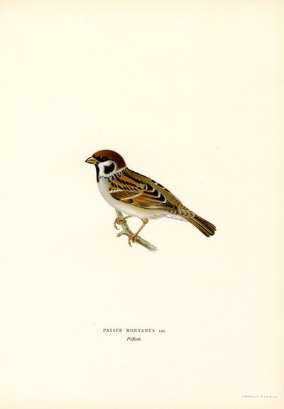 Gorrión arbóreo (litografía en color) de Magnus Ferdinand and Wilhelm von Wright