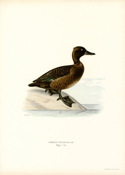 Pato moñudo (litografía en color) de Magnus Ferdinand and Wilhelm von Wright