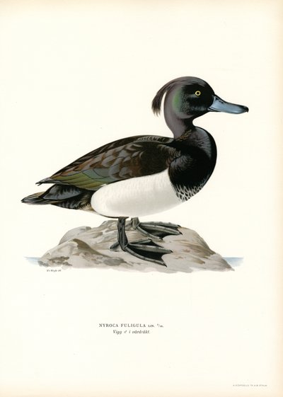 Pato moñudo (litografía en color) de Magnus Ferdinand and Wilhelm von Wright
