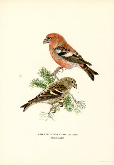Piquituerto de dos barras (litografía en color) de Magnus Ferdinand and Wilhelm von Wright