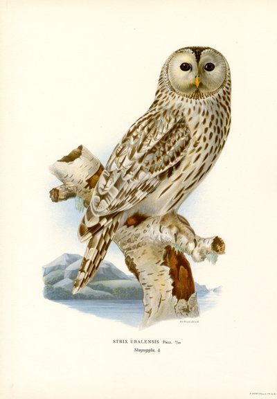 Búho de los Urales (litografía en color) de Magnus Ferdinand and Wilhelm von Wright