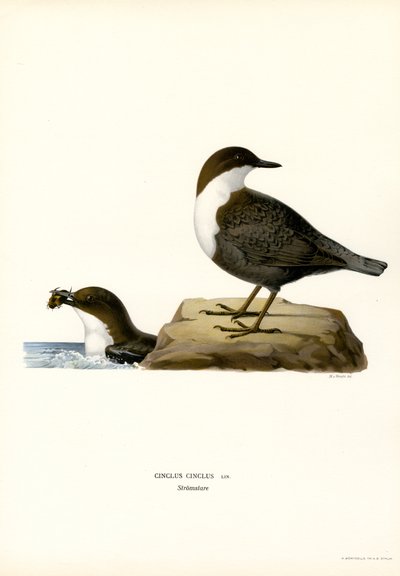 Ouzel de agua (litografía en color) de Magnus Ferdinand and Wilhelm von Wright