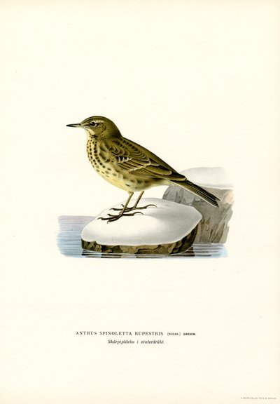 Bisbita del agua (litografía en color) de Magnus Ferdinand and Wilhelm von Wright