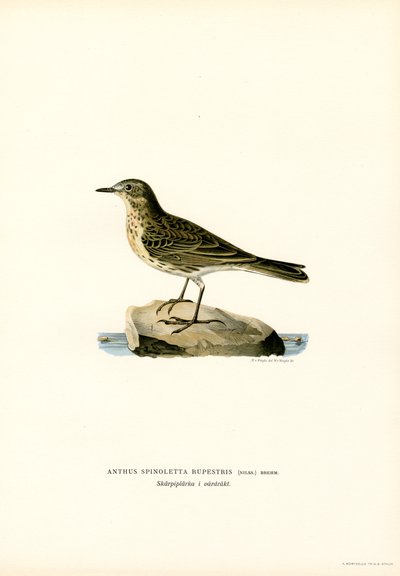 Bisbita del agua (litografía en color) de Magnus Ferdinand and Wilhelm von Wright