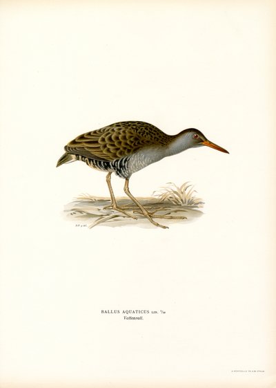 Riel de agua (litografía en color) de Magnus Ferdinand and Wilhelm von Wright