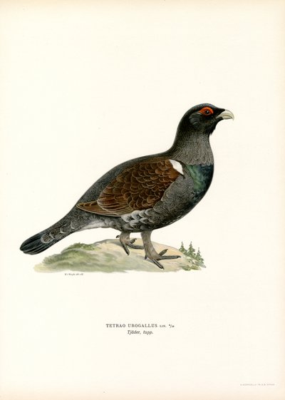Urogallo occidental (litografía en color) de Magnus Ferdinand and Wilhelm von Wright