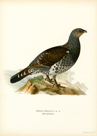 Urogallo occidental (litografía en color) de Magnus Ferdinand and Wilhelm von Wright