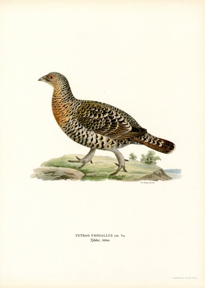 Urogallo occidental (litografía en color) de Magnus Ferdinand and Wilhelm von Wright