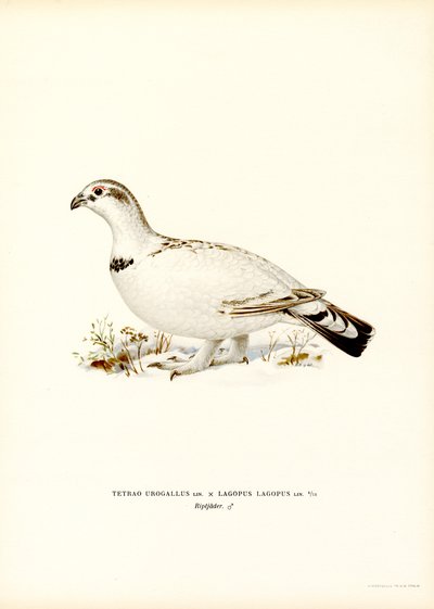 Urogallo x Perdiz de los Sauces (litografía en color) de Magnus Ferdinand and Wilhelm von Wright