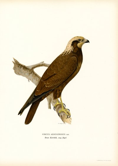 Aguilucho lagunero occidental (litografía en color) de Magnus Ferdinand and Wilhelm von Wright