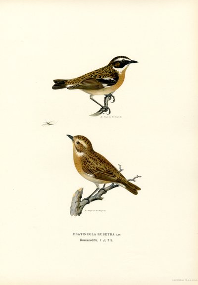Whinchat (litografía en color) de Magnus Ferdinand and Wilhelm von Wright