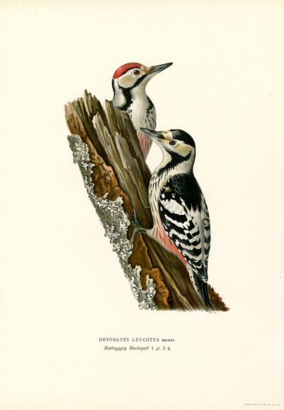 Pico dorsiblanco (litografía en color) de Magnus Ferdinand and Wilhelm von Wright