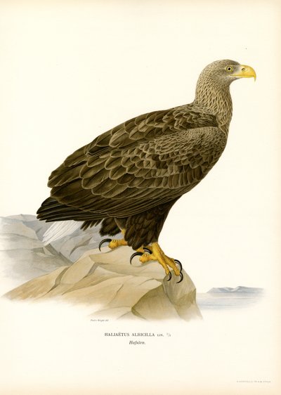 Águila de cola blanca (litografía en color) de Magnus Ferdinand and Wilhelm von Wright