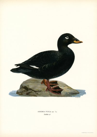 Espátula aliblanca (litografía en color) de Magnus Ferdinand and Wilhelm von Wright