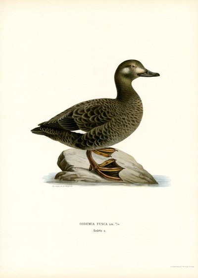 Espátula aliblanca (litografía en color) de Magnus Ferdinand and Wilhelm von Wright