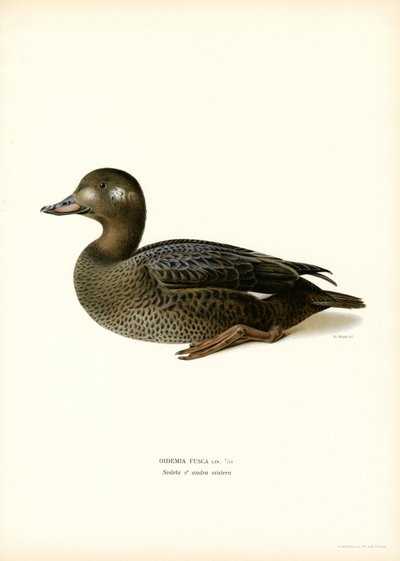 Espátula aliblanca (litografía en color) de Magnus Ferdinand and Wilhelm von Wright