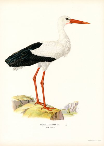 Cigüeña blanca (litografía en color) de Magnus Ferdinand and Wilhelm von Wright