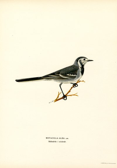 Lavandera blanca (litografía en color) de Magnus Ferdinand and Wilhelm von Wright