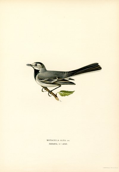 Lavandera blanca (litografía en color) de Magnus Ferdinand and Wilhelm von Wright