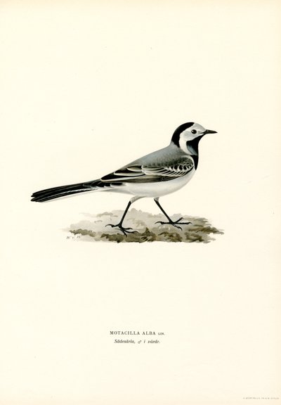 Lavandera blanca (litografía en color) de Magnus Ferdinand and Wilhelm von Wright