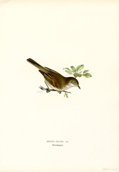 Pechugona blanca (litografía en color) de Magnus Ferdinand and Wilhelm von Wright