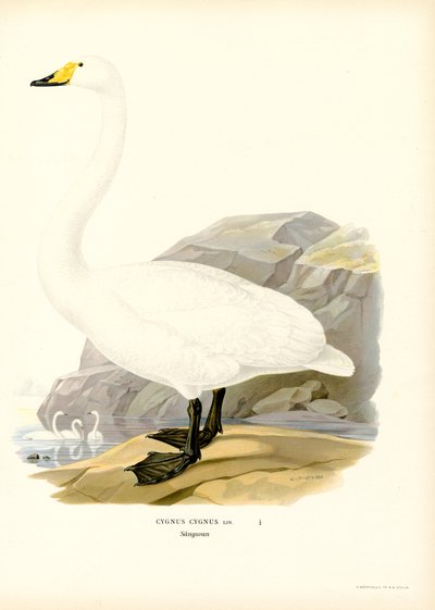 Cisne cantor (litografía en color) de Magnus Ferdinand and Wilhelm von Wright