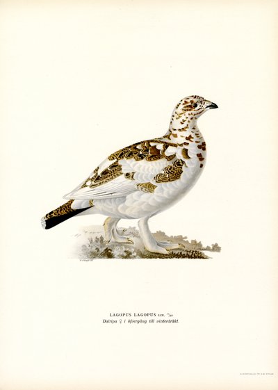 La gaviota del sauce (litografía en color) de Magnus Ferdinand and Wilhelm von Wright