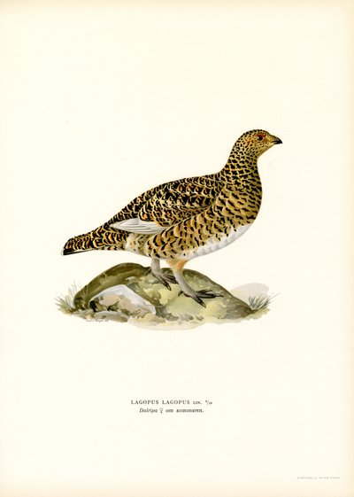 La gaviota del sauce (litografía en color) de Magnus Ferdinand and Wilhelm von Wright