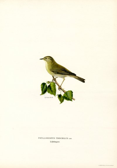 Reinita de los sauces (litografía en color) de Magnus Ferdinand and Wilhelm von Wright