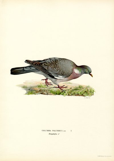 Paloma torcaz (litografía en color) de Magnus Ferdinand and Wilhelm von Wright