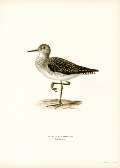 Arrendajo (litografía en color) de Magnus Ferdinand and Wilhelm von Wright