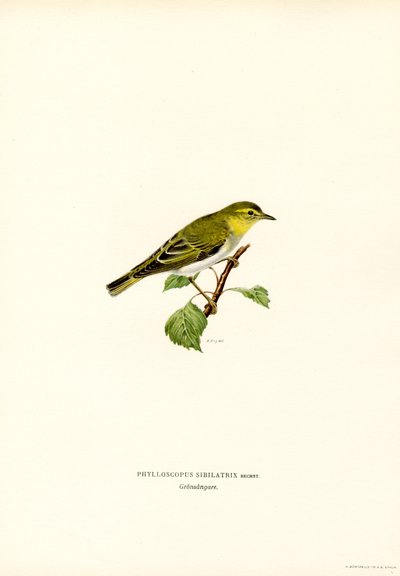Carricerín (litografía en color) de Magnus Ferdinand and Wilhelm von Wright