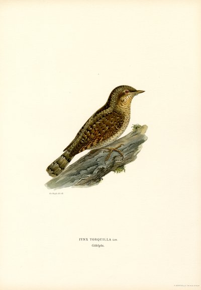 Wryneck (litografía en color) de Magnus Ferdinand and Wilhelm von Wright