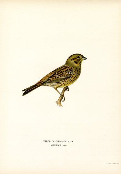 Colorín amarillo (litografía en color) de Magnus Ferdinand and Wilhelm von Wright