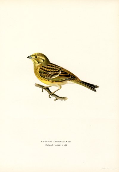 Martillo amarillo (Emberiza citrinella) (litografía en color) de Magnus Ferdinand and Wilhelm von Wright