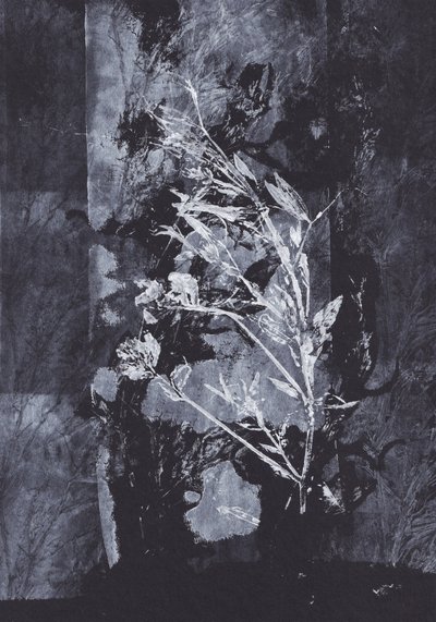 Negro  Naturaleza de Maira Ribena