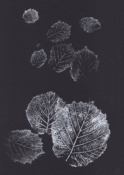 Láminas botánicas de hojas de Maira Ribena