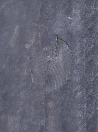 Impresión de hoja oscura de Maira Ribena